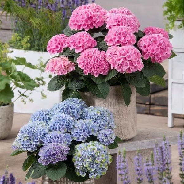 3-Pack Lifelike Hydrangea Silk Flowers  UV-Resistant for Indoor/Outdoor Decor