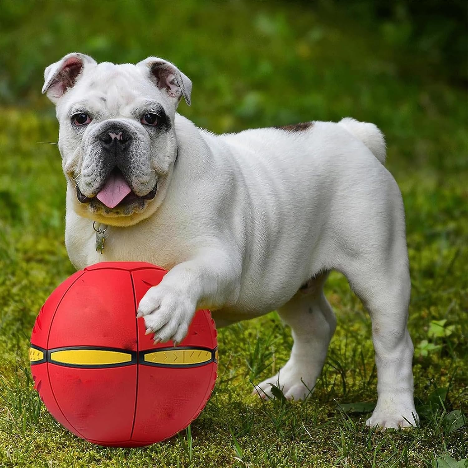 The Doggy Disc Ball