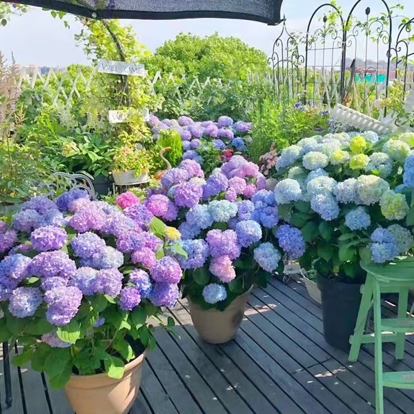 3-Pack Lifelike Hydrangea Silk Flowers  UV-Resistant for Indoor/Outdoor Decor