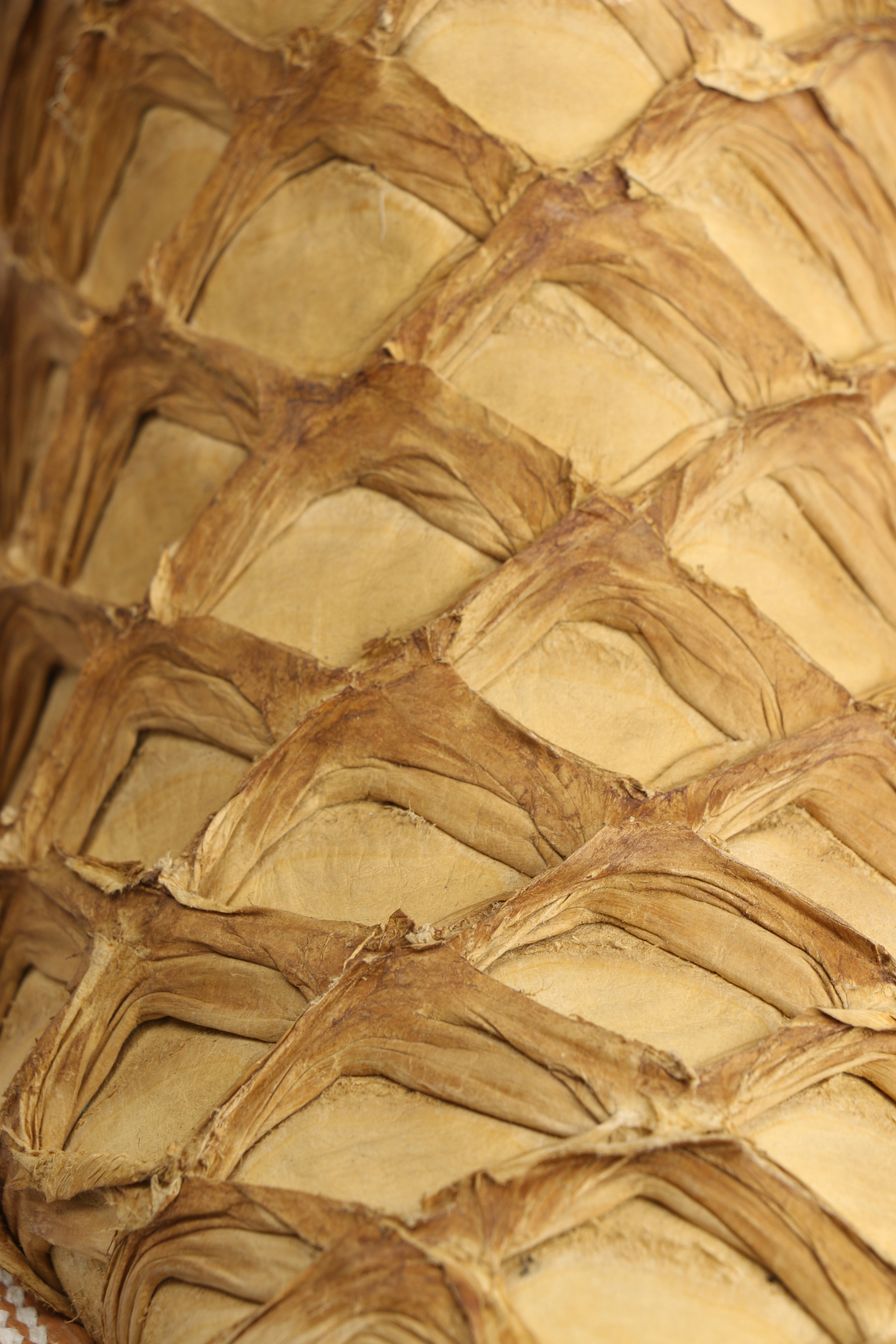 Chero's Premium Exotic Pirarucu Light Castor Clearance Sale 70%OFF