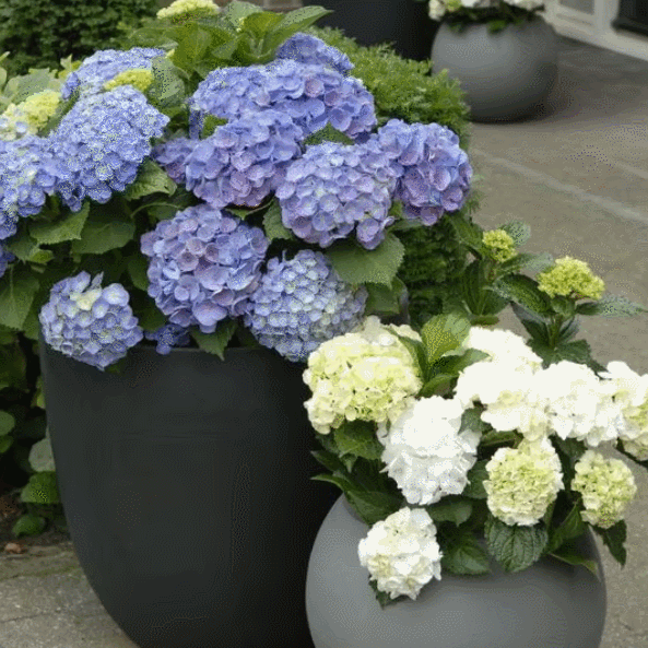 3-Pack Lifelike Hydrangea Silk Flowers  UV-Resistant for Indoor/Outdoor Decor