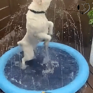 Pet Splash Sprinkler Pad