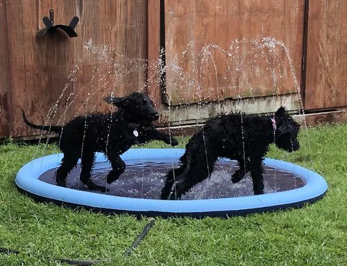 Pet Splash Sprinkler Pad
