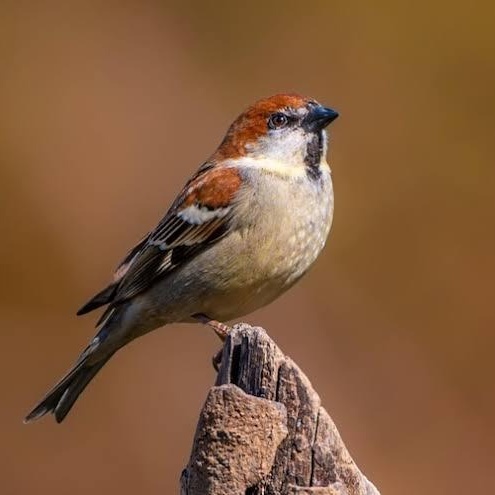 Chirpy Companions Bird -Decorative Boring Life