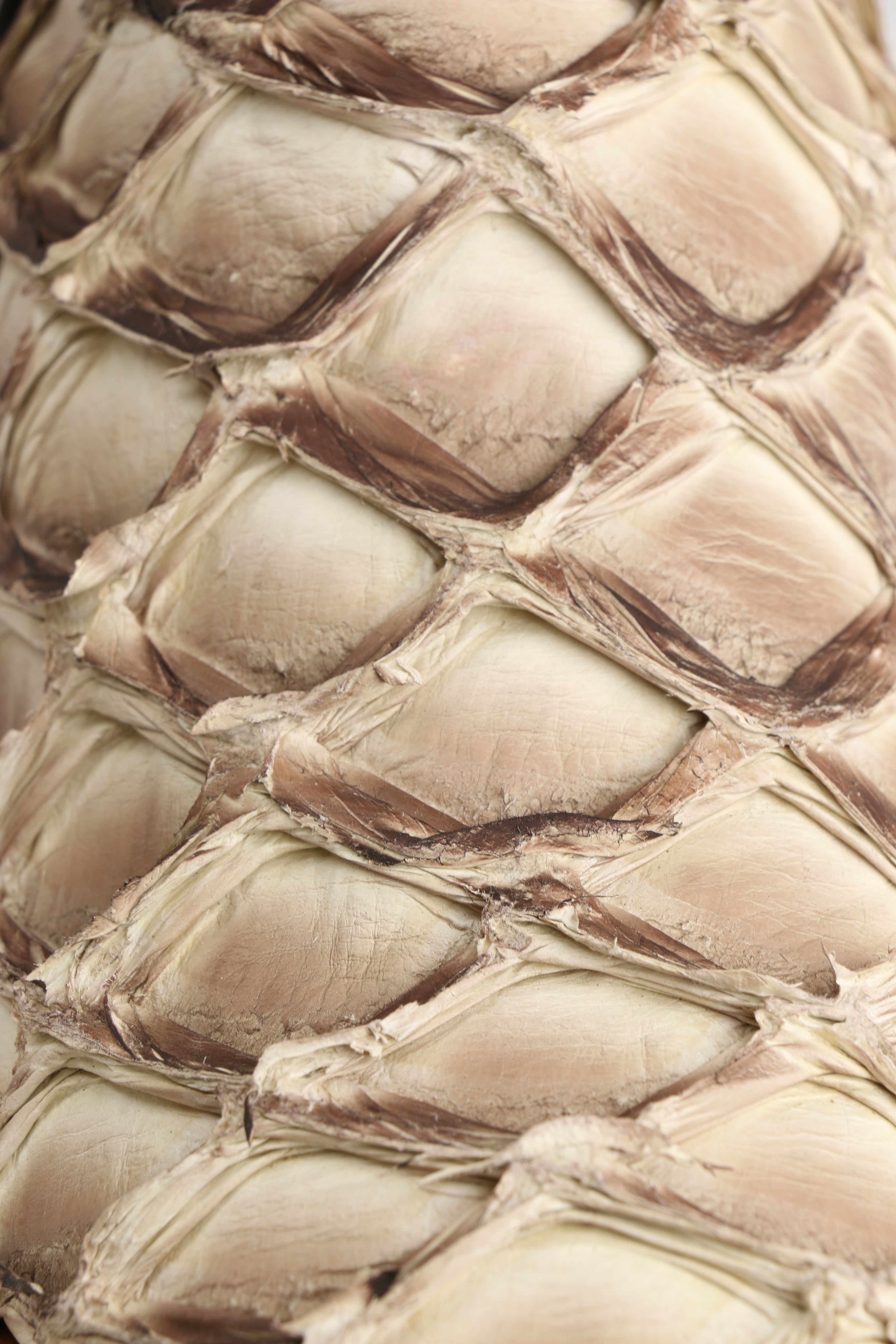 Chero's Premium Exotic Pirarucu Oatmeal Clearance Sale 70%OFF