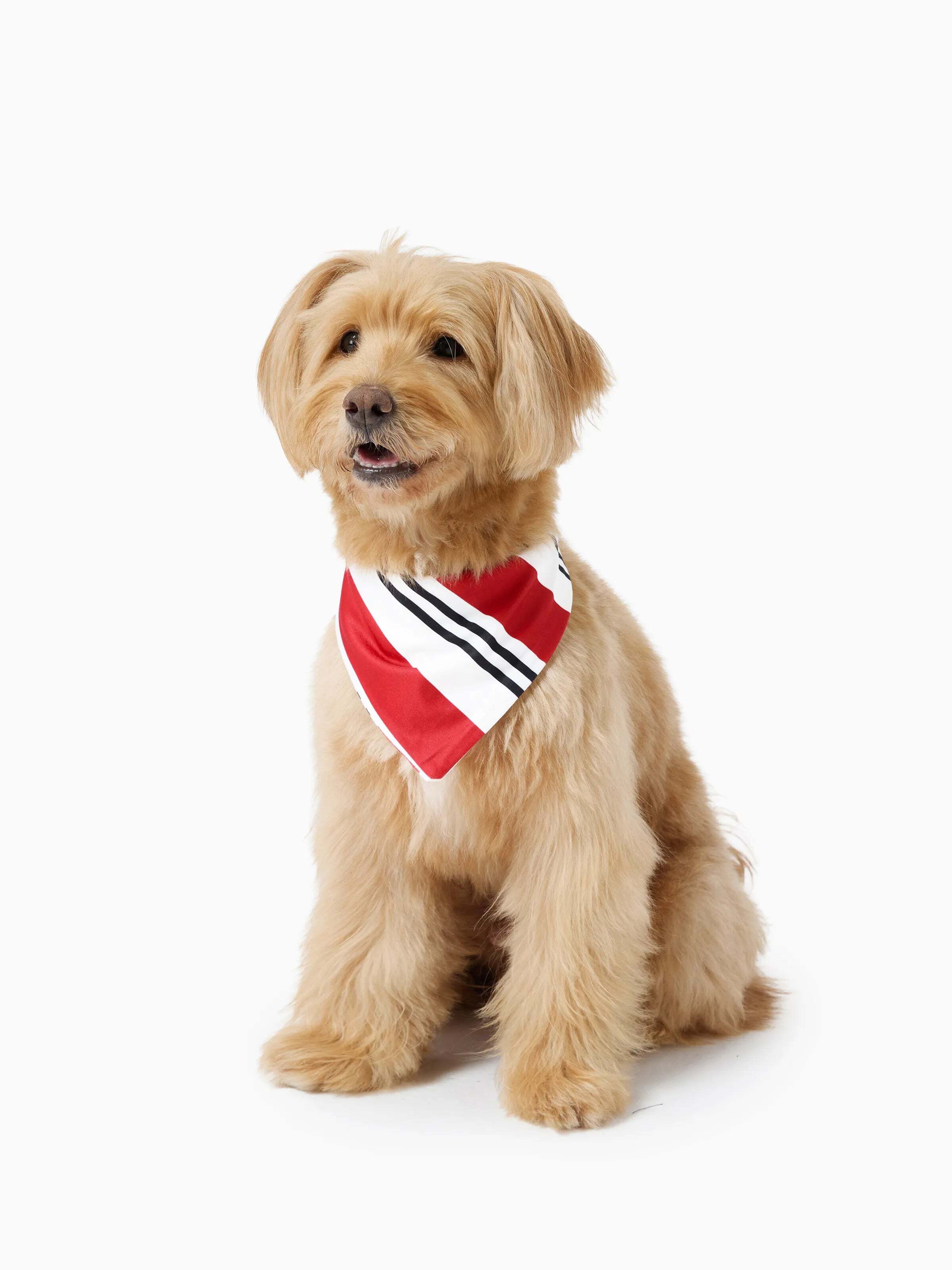 Christmas Matching Family Pajamas Set Elf Print PJS with Christmas Socks Black