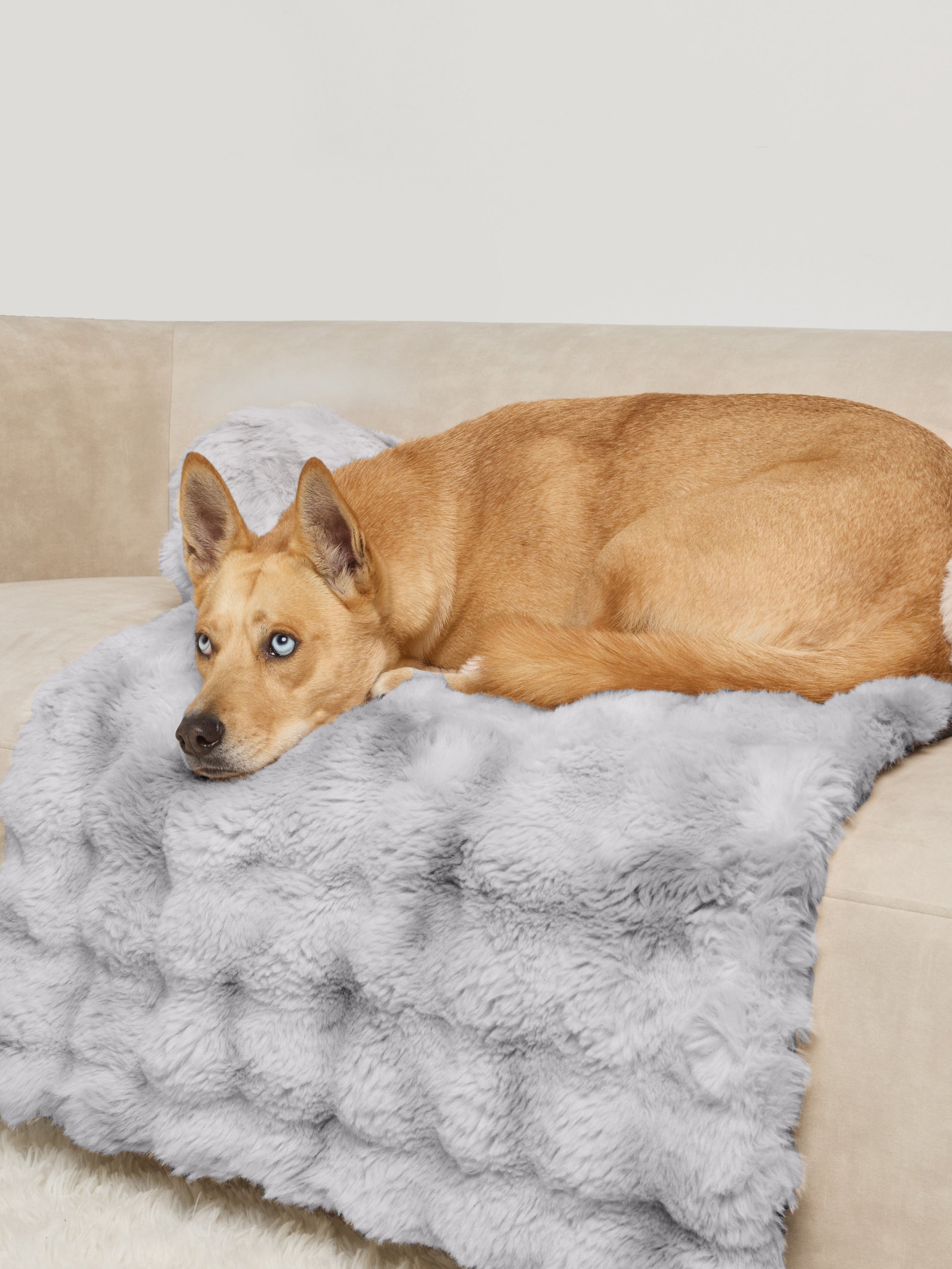 Dream Cloud Pet Sofa Bed